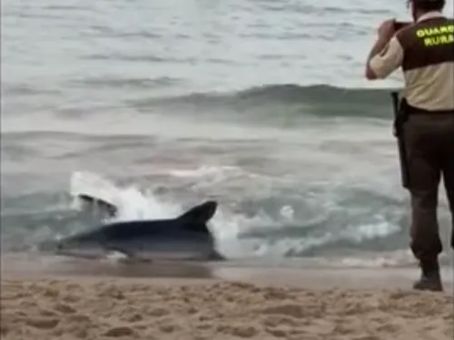 Un requin sème la panique sur une plage en Espagne (Vidéos)